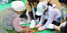 山県にもあった北山茶！手もみの新茶を味わおう！【なごや環境大学2023年前期 共育講座 第3回】