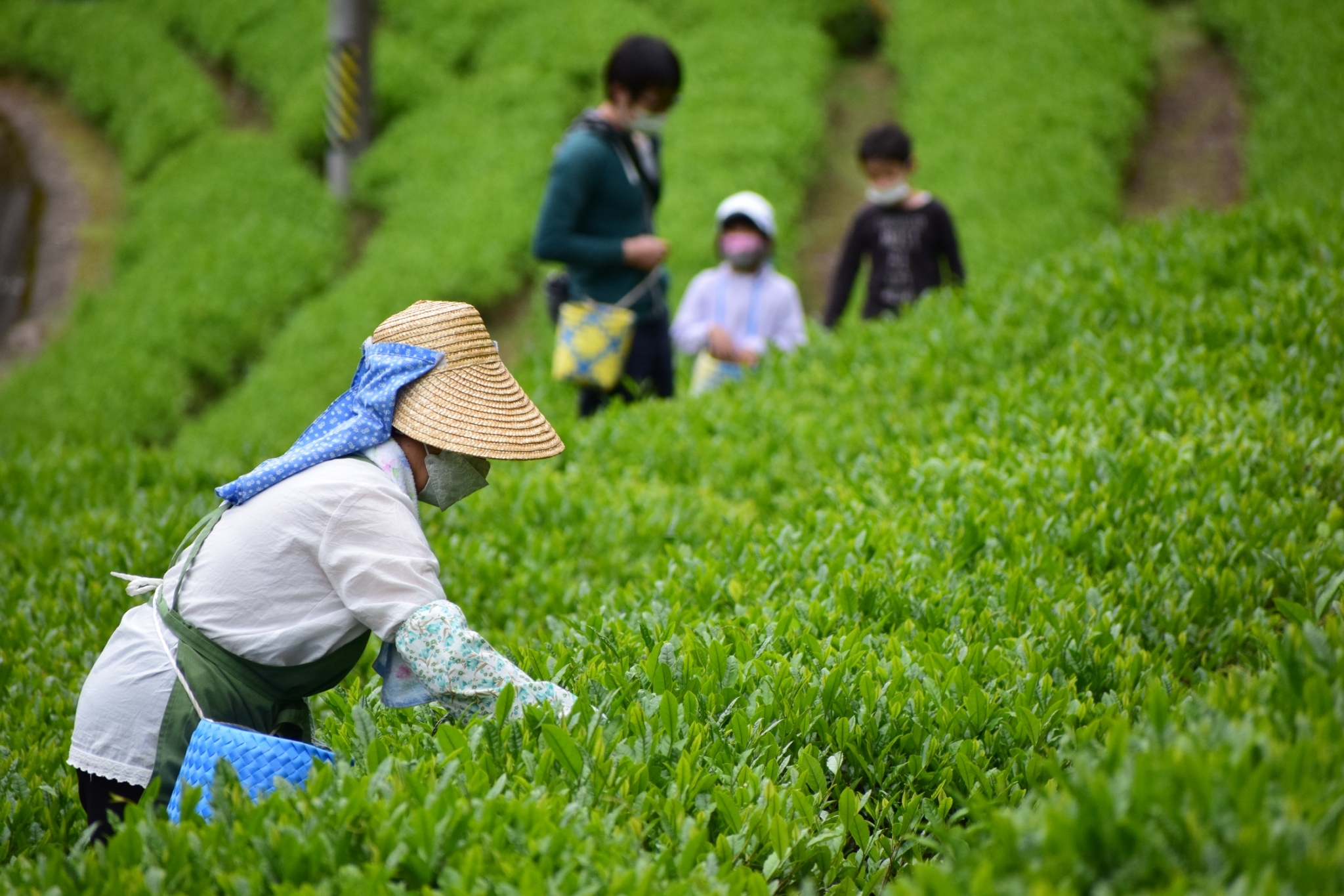 山県にもあった北山茶！手もみの新茶を味わおう！【なごや環境大学2023年前期 共育講座 第3回】