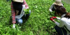 山県市神崎の自然いっぱいの中で、春の山菜摘みとわさび漬け作り！