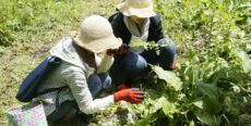山県市神崎の自然いっぱいの中で、春の山菜摘みとわさび漬け作り！